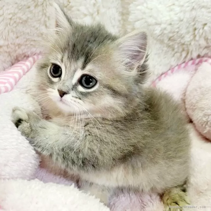 マンチカン(短足)【大阪府・男の子・2023年11月25日・ブルーティックドタビー(ロング)】の写真1