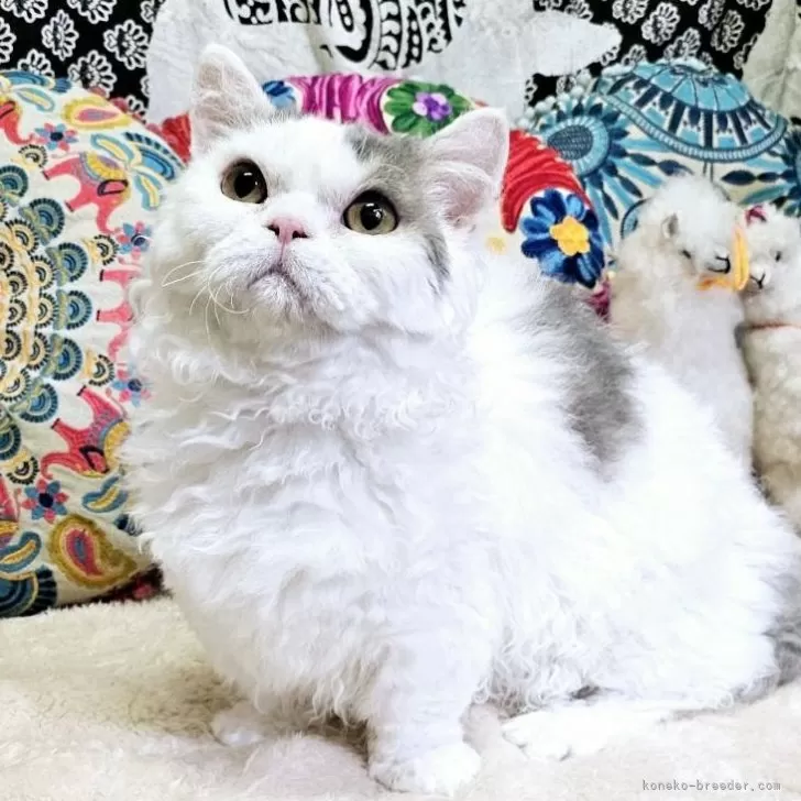 ID:2312-02358の子猫