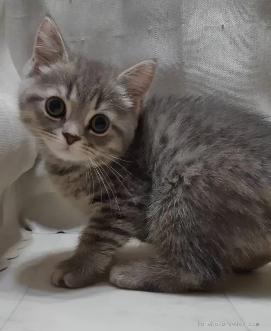 MI 様のお迎えした子猫