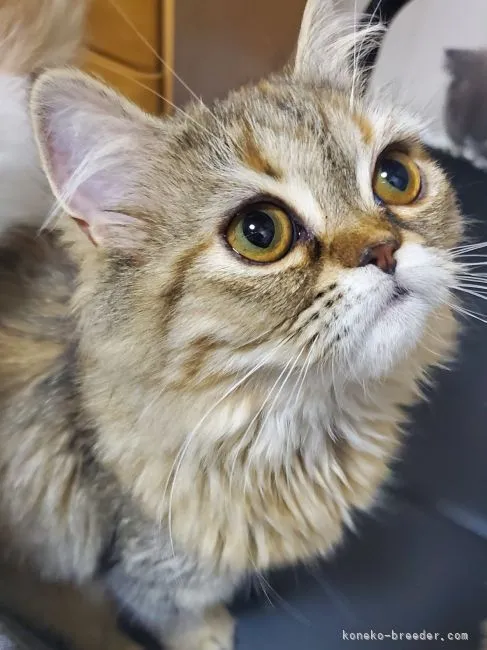 A.Ｉ 様のお迎えした子猫