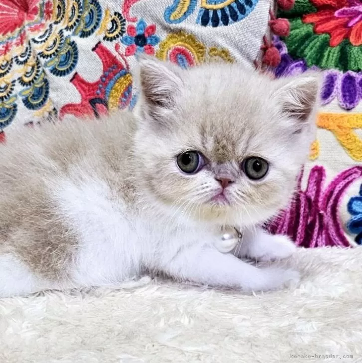 ID:2410-00754の子猫