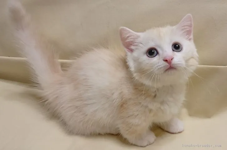 ID:1810-01133の子猫