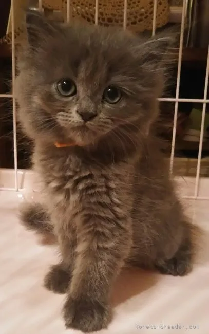 ID：1704-01321の子猫