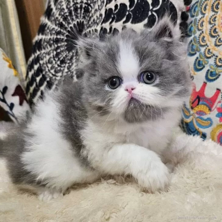 ID：2410-00756の子猫