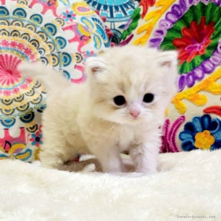 M.O 様のお迎えした子猫