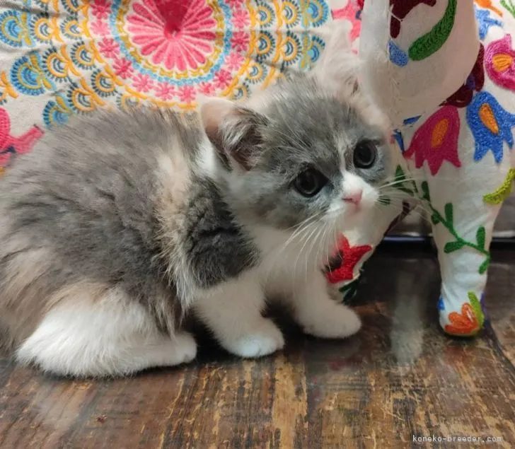 yuca 様のお迎えした子猫