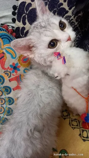 ID：2008-00769の子猫