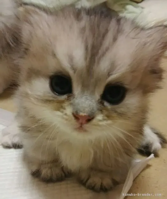 ID：1609-00622の子猫