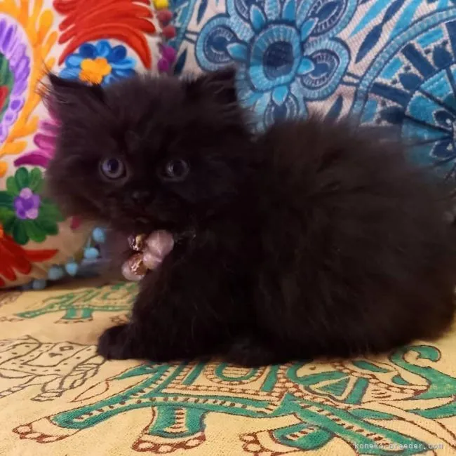 ID：2104-02058の子猫