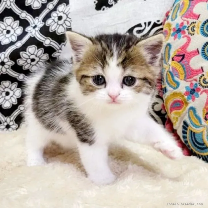 ID:2309-02638の子猫