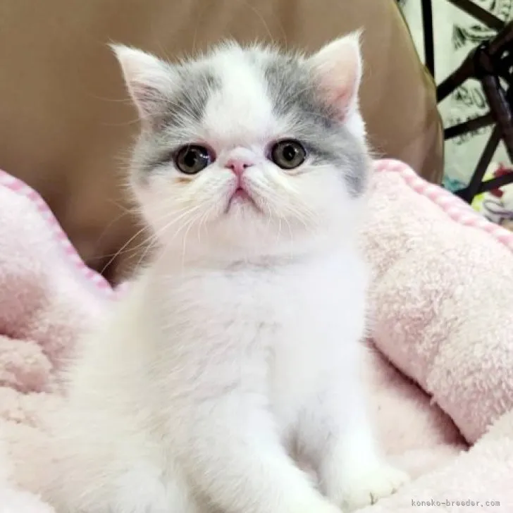 ID：2305-00529の子猫