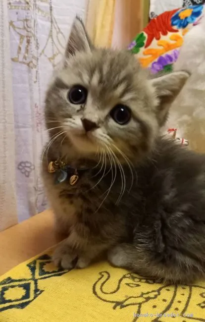 チョコ 様のお迎えした子猫