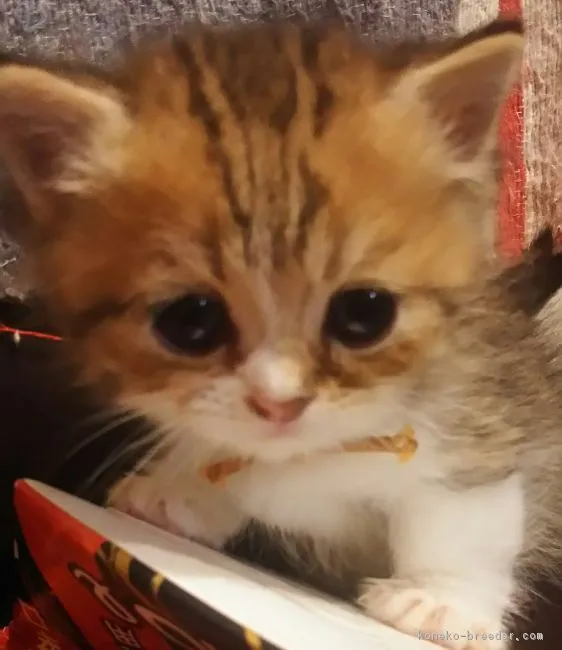 ID:1704-00404の子猫