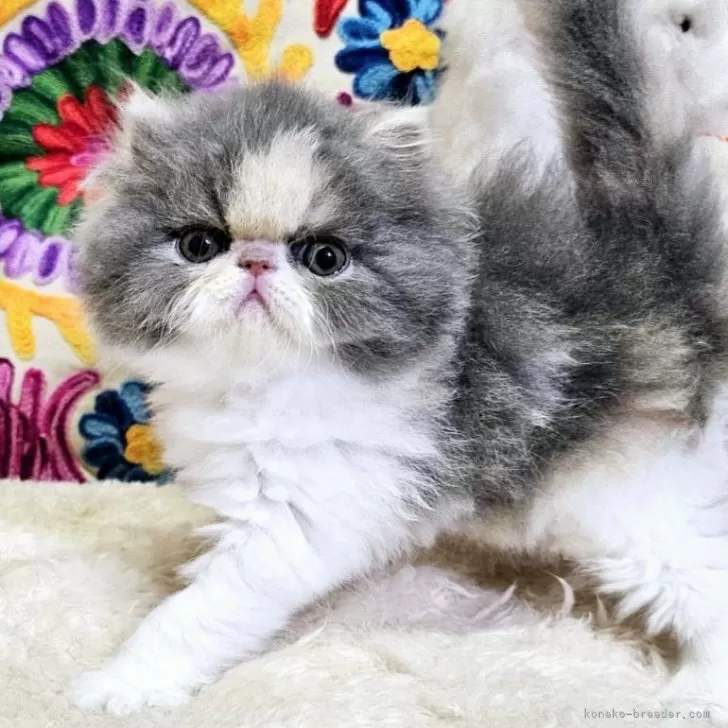 ID:2410-00755の子猫