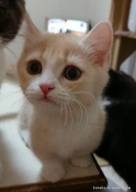 よし 様のお迎えした子猫