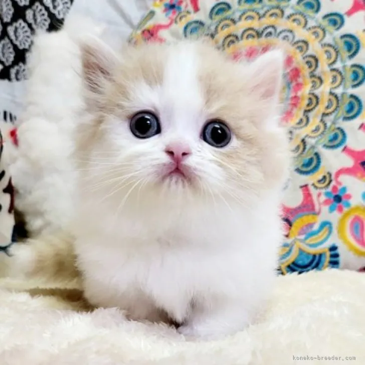 ID：2311-01790の子猫