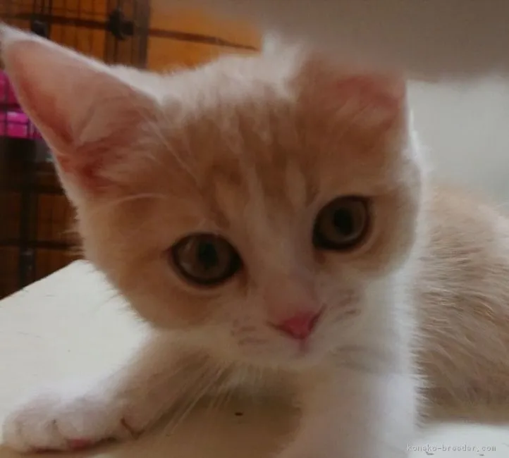 ID:1806-01591の子猫