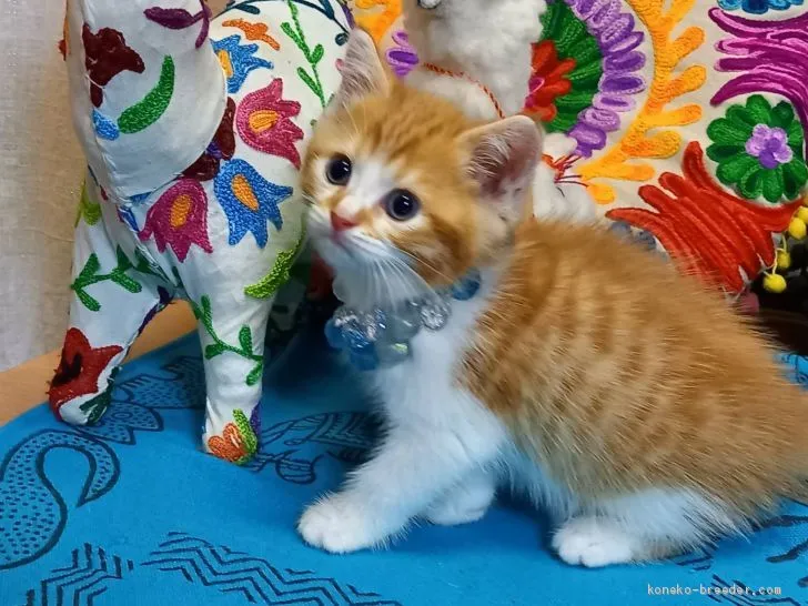 ID:2007-01390の子猫