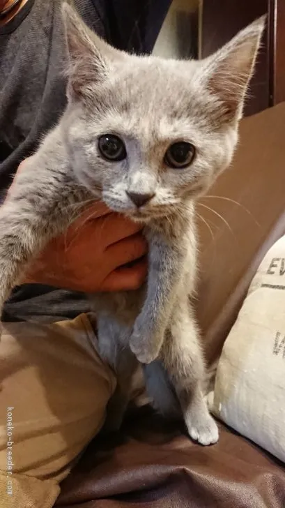 ID:1712-00869の子猫