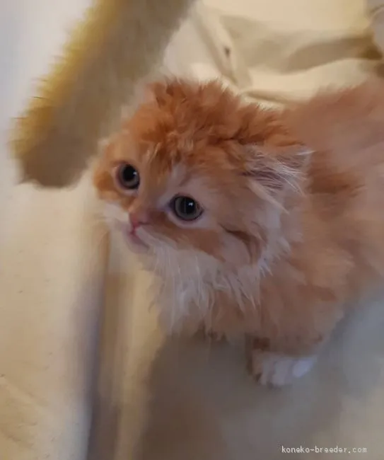 KAZ 様のお迎えした子猫