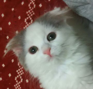 スコティッシュフォールド(折れ耳)【大阪府・女の子・2016年11月23日・ブルー&ホワイトバン(中毛)（ふわふわ～）】の写真「可愛い女の子」