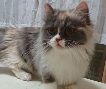 ミヌエット【大阪府・女の子・2018年9月15日・ダイリュートキャリコ（ロングヘアー）】の写真「ゴージャスな短足の女の子です❤️」