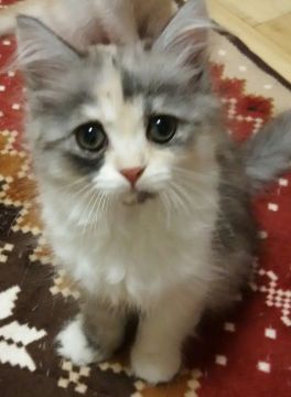 スコティッシュフォールド【大阪府・女の子・2016年11月23日・シルバーパッチドタビー&ホワイト（ふわふわ～）】の写真「たれ目の可愛い子ちゃん」