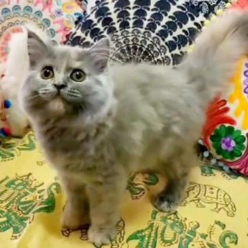 マンチカン(長足)【大阪府・女の子・2022年11月15日・ブルークリーム(ロング)】の写真「美人な性格の良い子です❤️」