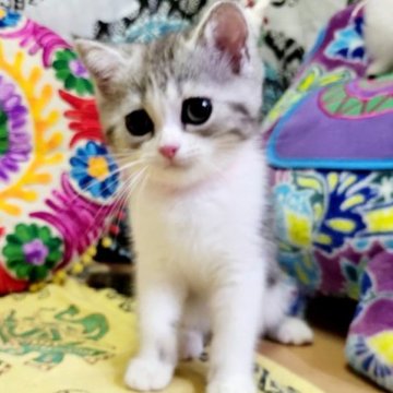 マンチカン(長足)【大阪府・女の子・2023年4月16日・シルバークラシックタビー&ホワイト(ショート)】の写真「愛らしいお顔😍人懐っこい子。」