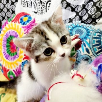 マンチカン(短足)【大阪府・男の子・2023年4月16日・シルバータビー&ホワイト(ショート)】の写真「人懐っこくおっとりくん😍」