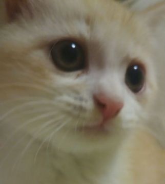 スコティッシュフォールド【大阪府・男の子・2016年11月23日・クリームタビー&ホワイト】の写真「ショートヘアーの男前」