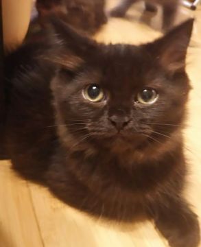 ミヌエット【大阪府・男の子・2017年3月3日・ブラック(ロングヘアー)（もふもふ柔らかい毛並みです）】の写真「少し長めの短足くんです(^^)」