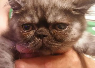 エキゾチックショートヘア【大阪府・男の子・2017年2月10日・ブラックスモーク(ショート)（やわらか～）】の写真「マイペースな男の子」