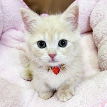 マンチカン(短足)【大阪府・男の子・2023年1月22日・クリームタビー(ショート)】の写真「ハンサムボーイ😍」