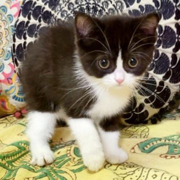 マンチカン(長足)【大阪府・女の子・2023年4月16日・ブラック&ホワイト(ショート)】の写真「クリリンおめめが可愛い😍」