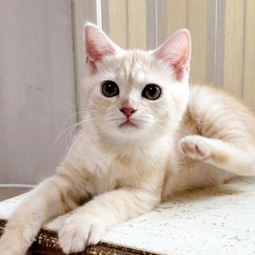 マンチカン(長足)【大阪府・男の子・2022年6月8日・カメオタビー】の写真「可愛いく、人懐っこい子❤️」