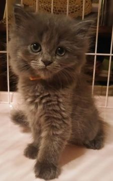 ミヌエット【大阪府・女の子・2017年3月3日・ブルー(ロングヘアー)（もふもふ柔らかい毛並みです）】の写真「長足ちゃん♥」