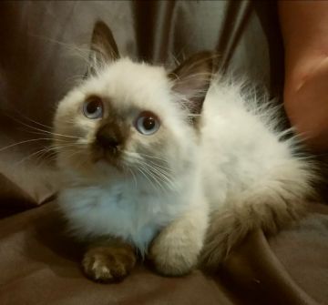 ヒマラヤン【大阪府・男の子・2017年10月5日・シールポイント（柔らかい毛並み）】の写真「人懐っこい子💖」