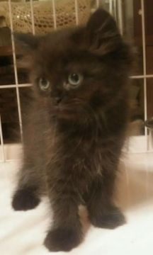 ミヌエット【大阪府・女の子・2017年3月3日・ブラック(ロングヘアー)（もふもふ柔らかい毛並みです）】の写真「長足ちゃん♥」