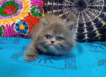 ミヌエット【大阪府・女の子・2020年7月7日・ブルークリーム(ロングヘアー)】の写真「とっても可愛らしい子(長足)💕」