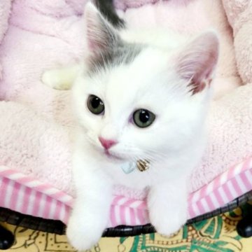 マンチカン(短足)【大阪府・男の子・2023年1月22日・ブルー&ホワイトバン(ショート)】の写真「動画更新、イケメンな男の子😍」