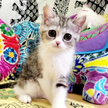 マンチカン(長足)【大阪府・女の子・2023年4月16日・シルバークラシックタビー&ホワイト(ショート)】の写真「おめめパッチリ、たれ目のかわゆい子💕」