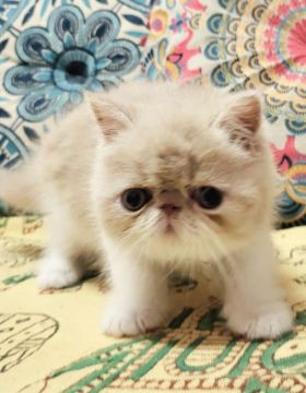 エキゾチックショートヘア【大阪府・男の子・2022年4月27日・クリームタビー&ホワイト】の写真「むちころとても可愛い子です😊」