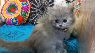 ミヌエット【大阪府・女の子・2020年7月7日・ブルークリーム(ロングヘアー)】の写真「とっても可愛らしい子(長足)💕」