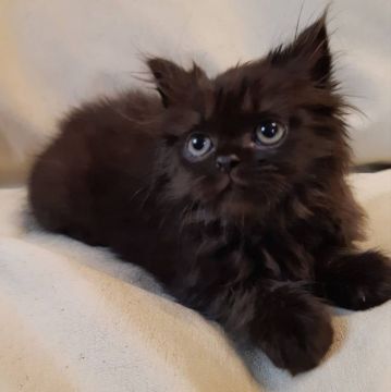 ミヌエット【大阪府・男の子・2019年5月6日・ブラック(ロングヘアー)】の写真「可愛い坊や❤️」