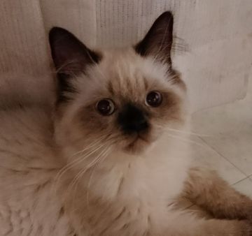 ヒマラヤン【大阪府・女の子・2017年10月5日・シールポイント（柔らかい毛並み）】の写真「人懐っこい💖長女ちゃん」