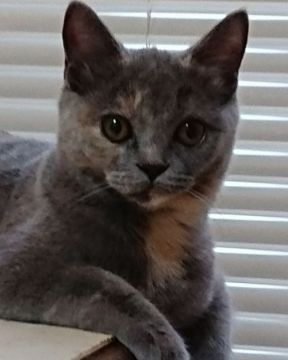 スコティッシュフォールド(立ち耳)【大阪府・女の子・2019年4月15日・ブルークリーム(ショートヘアー)】の写真「とっても美人さんに成長してます😍動画upしました」