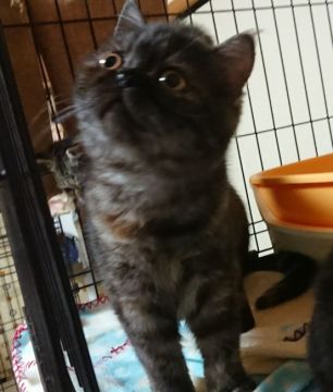 エキゾチックショートヘア【大阪府・女の子・2017年9月17日・トーティー（ショートヘアー）】の写真「人懐っこい子💖」