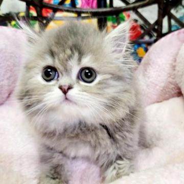 ミヌエット(長足)【大阪府・女の子・2022年12月1日・ブルーパッチドタビー(ロング)】の写真「とても可愛く成長してます😍」