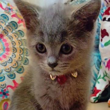 マンチカン(長足)【大阪府・女の子・2022年6月24日・ブルー(ショート)】の写真「おっとりな美人さん❤️」